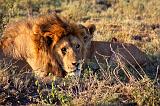 TANZANIA - Serengeti National Park - Leoni Lions - 34